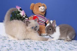 Chaton Ragdoll bleu mitted