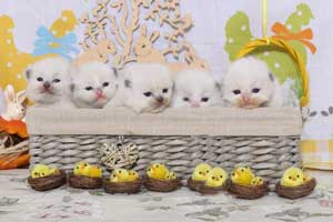 Cinq chatons Ragdoll