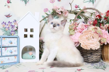 Chatons Ragdoll � vendre