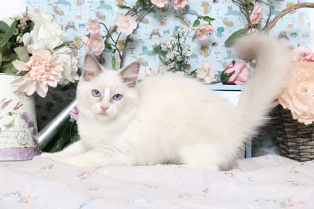Chatons Ragdoll � vendre