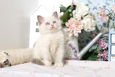 Chatons Ragdoll � vendre