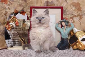 Chaton Ragdoll bleu colourpoint