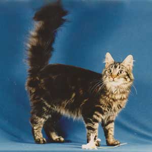 Diva of Donnahugh Maine Coon