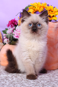 Seal colourpoint Ragdoll<br>Jacinthe de Gailande