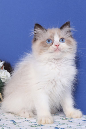 Seal bicolour Ragdoll Jazzy de Gailande