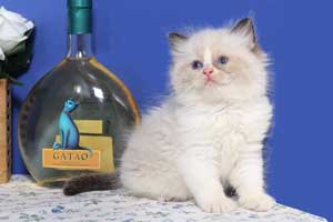 Chaton Ragdoll seal bicolour