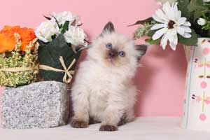 Chaton Ragdoll seal colourpoint