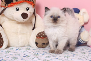 Chaton Ragdoll seal colourpoint
