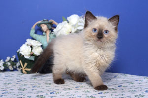Chaton Ragdoll seal colourpoint