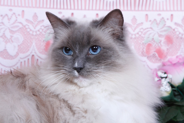Valine de Gailande Ragdoll heureuse